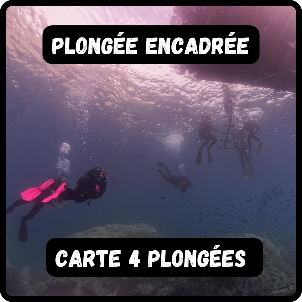 Carte 4 plongées encadrées