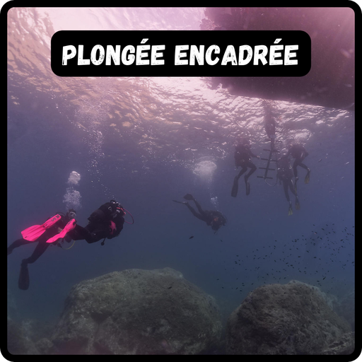 [PENCWEB] Plongée encadrée